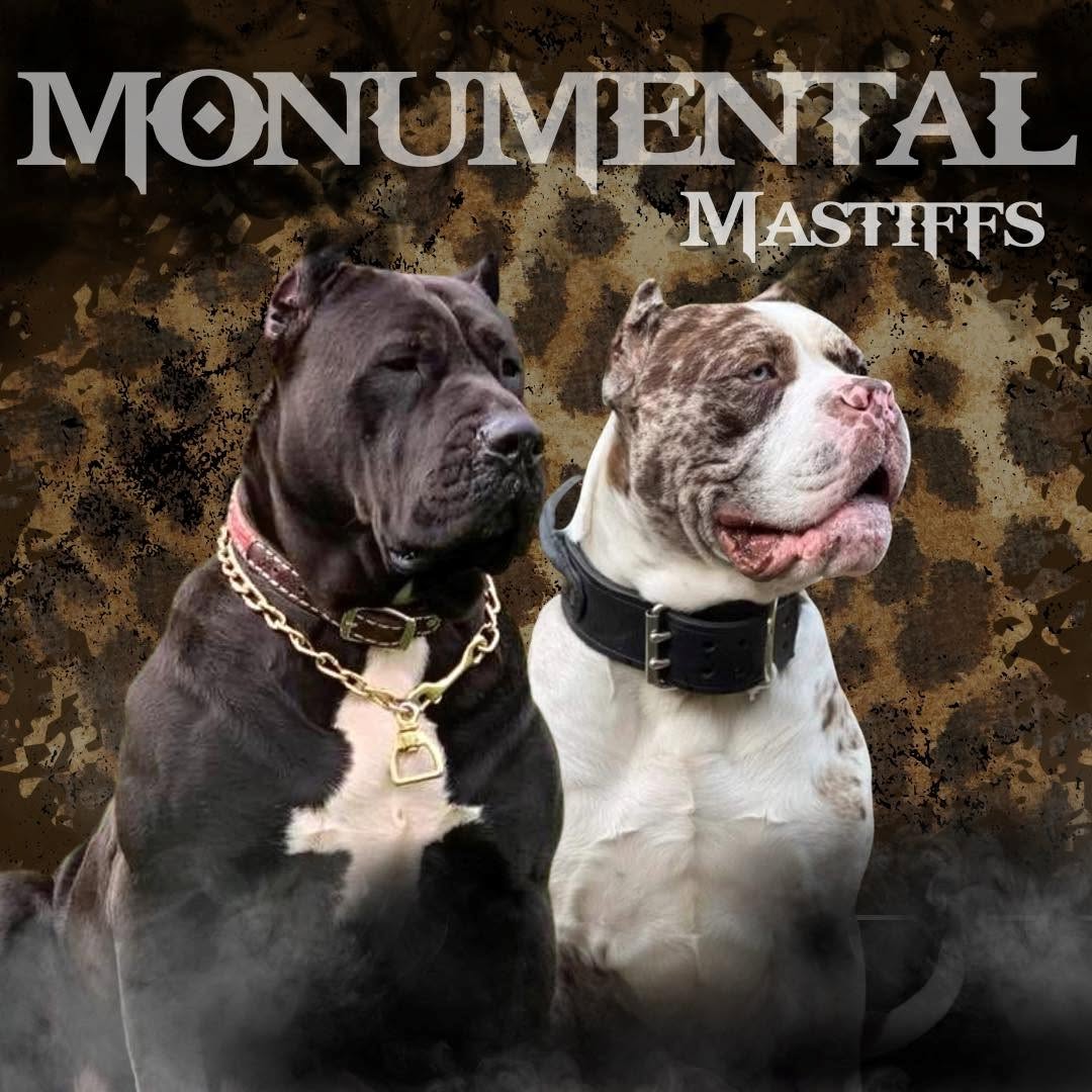 Maverick Mastiffs