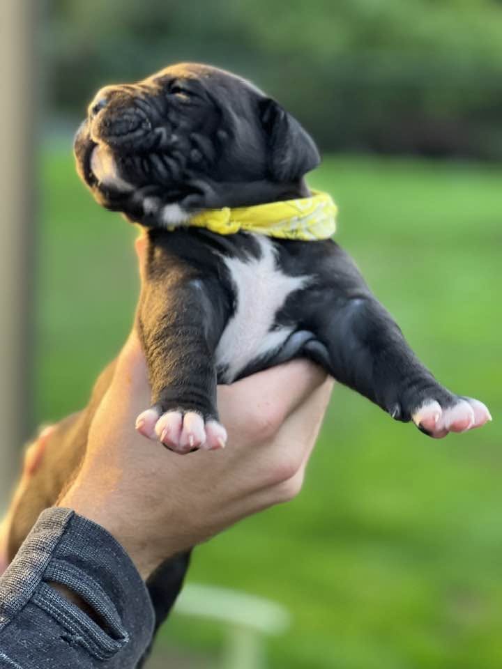 Yellow collar